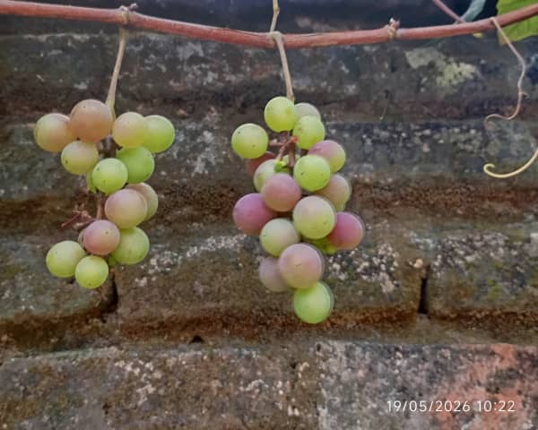 Grapes (Fresh)