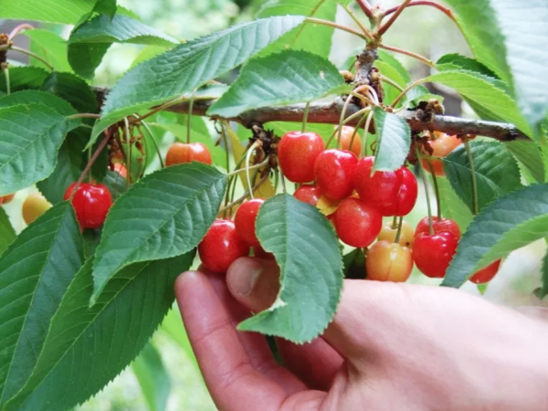 team-building-decouvertes-de-plantes-et-fleurs-comestibles-pour-entreprise-a-paris