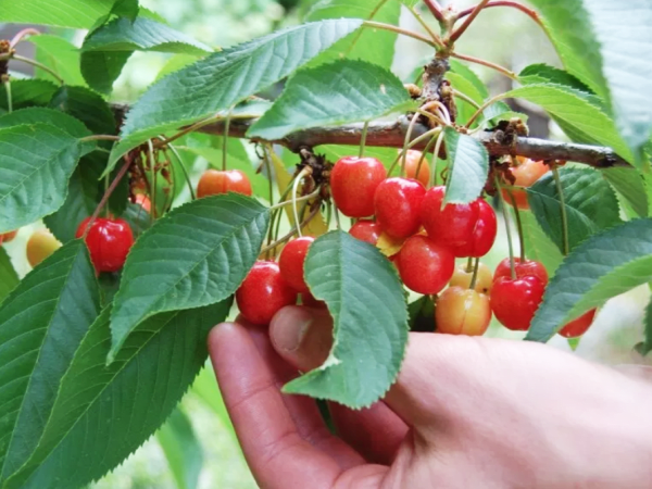 Team-Building-decouvertes-de-plantes-et-fleurs-comestibles-pour-entreprise-a-paris