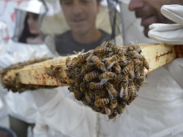 Team-Building-team-building-d-apiculture-entre-collegues-sur-les-toits-de-paris