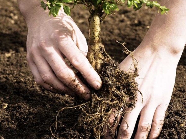 team-building-Team-Building-planter-des-arbres-dans-une-foret-en-equipe