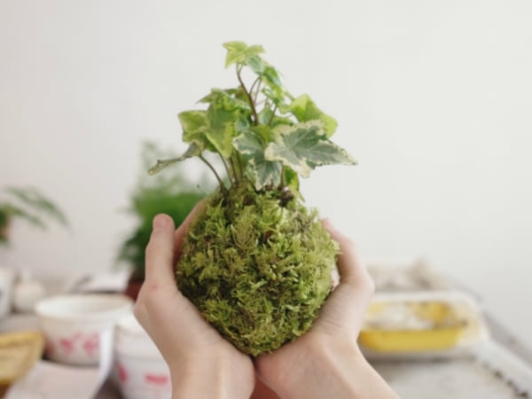 team-building-Team-building-atelier-realisation-de-kokedama-a-distance