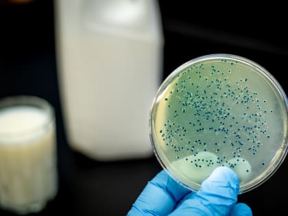 Брянская область оказалась перед угрозой вспышки бруцеллёза крупного рогатого скота