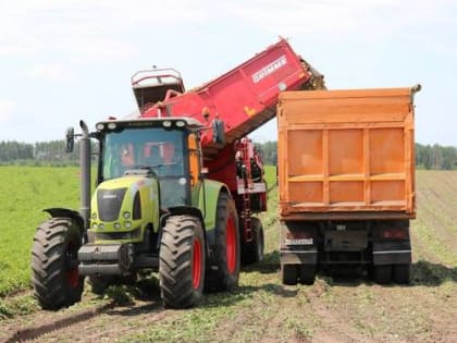 По итогам прошлого года самый высокий урожай картофеля собрали стародубские аграрии