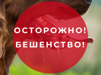Специалисты Роспотребнадзора предупреждают жителей Трубчевского района: бешенство – опасная инфекция