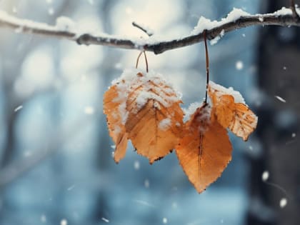 Путешествие в предзимье: брянцам рассказали о погоде на следующей неделе