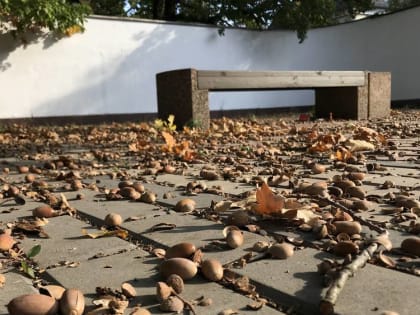 Синоптики предупредили о начале осенних дождей в Брянской области