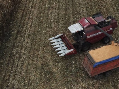 В Брянской области валовой сбор зерна кукурузы вырос за 10 лет в 10 раз