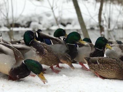 В Брянской области в последнюю ночь февраля похолодает до 12 градусов мороза