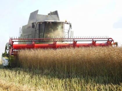 В Брянской области развернулась уборка озимого рапса