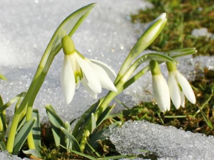 Брянцам пообещали снег и гололед в воскресенье