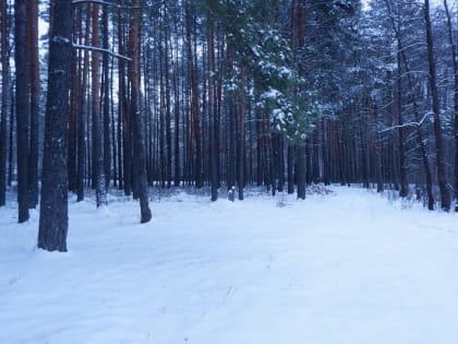 3 января Брянскую область накроет туман при 8 градусах тепла