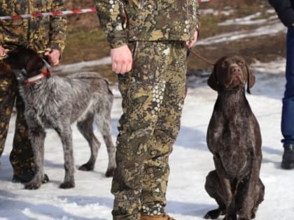 В городе Клинцы Брянской области прошла выставка охотничьих собак