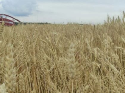 В Брянской области идет уборочная кампания и сеют озимые