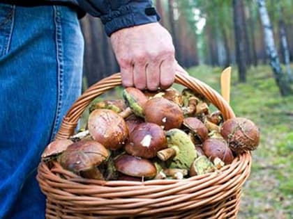 При походе в лес