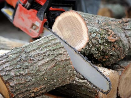 В Брянске штормовой ветер повалил несколько деревьев. Пострадавших нет