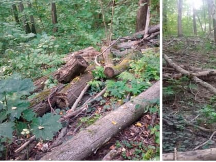 Суд обязал Брянскую горадминистрацию прекратить бездействовать и расчистить рощу «Соловьи» от хлама