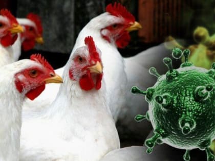 Комаричская ветстанция информирует: грипп птиц причины, симптомы, диагностика