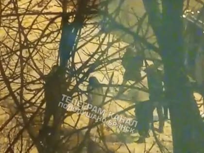 В Володарском районе Брянска парни избили девушку и затащили ее в автомобиль