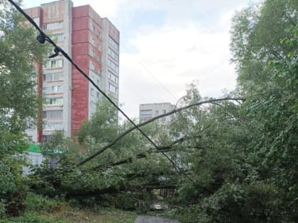 На улице Вяземского в Брянске упавшее дерево оборвало линию электропередач