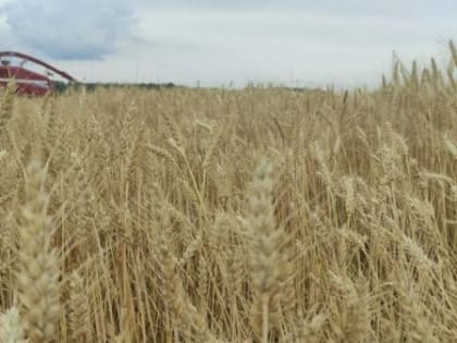 В Брянской области идет уборочная кампания и сеют озимые