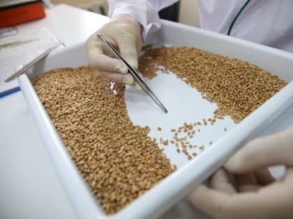 Значение зерна для экономики и торговли