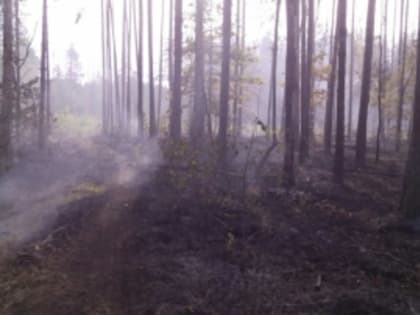 В Брянском районе вновь тушили лесной пожар