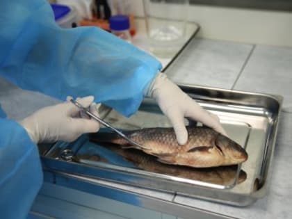 Обнаружение заболеваний у карпов в Брянской области