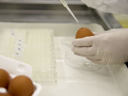 Лабораторный контроль инкубационных яиц