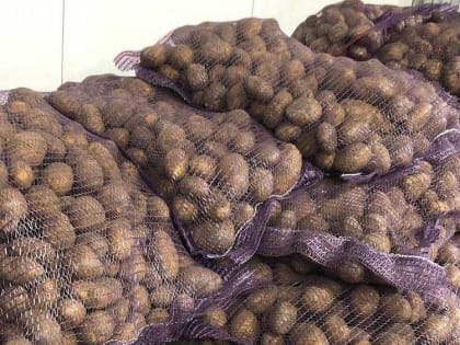 Производство картофеля в Брянской области выросло за 5 лет в 1,6 раза
