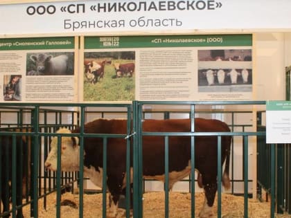 Мясным скотоводством в Брянской области стали заниматься 15 предприятий