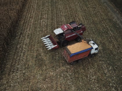 О ходе уборки кукурузы на зерно в Брянской области