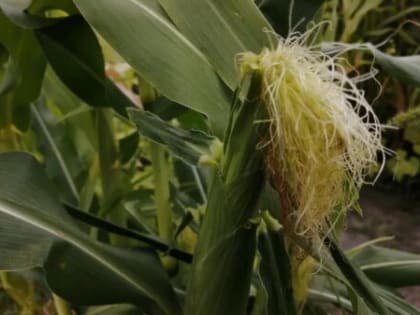 Комаричские аграрии собирают кукурузы на зерно до 150 центнеров с гектара