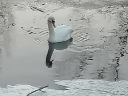 Жителей Брянской области просят спасти белого лебедя с поврежденным крылом