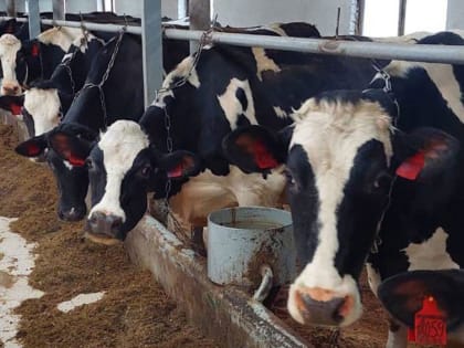 Брянский племенной завод вывел коров, которые не уступают известной голштинской породе