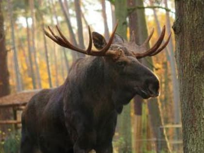 УВЕДОМЛЕНИЕ О ПРОВЕДЕНИИ ОБЩЕСТВЕННЫХ ОБСУЖДЕНИЙ МАТЕРИАЛОВ О ЛИМИТАХ ИЗЪЯТИЯ ДИКИХ КОПЫТНЫХ