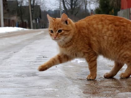 МЧС предупреждает о сильном гололёде