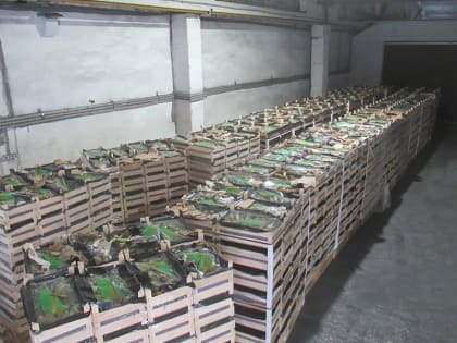 Брянские таможенники обнаружили груши, замаскированные под макулатуру и стройматериалы