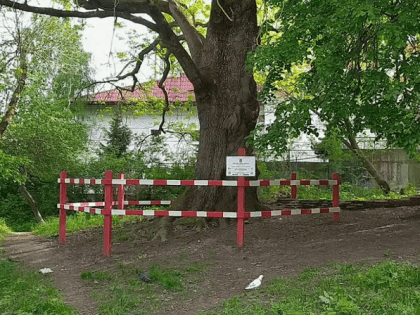 Судьба 300-летнего ясень-великана в Брянске