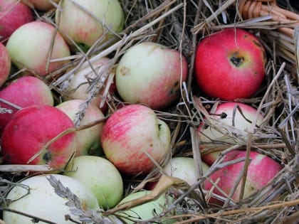 В Брянской области уничтожили 20 тонн привезенных из Польши яблок