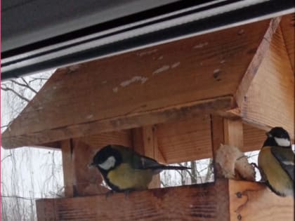 «Покормите птиц зимой»