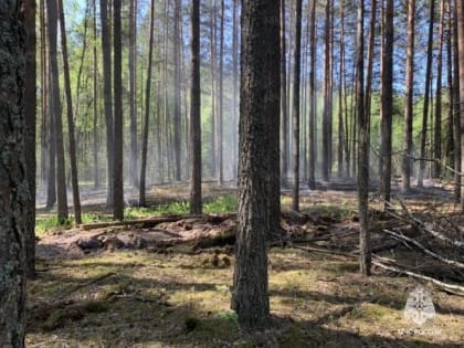 В Брянском районе горел лес