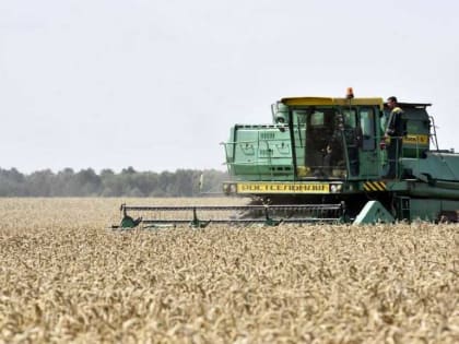 Хозяйства Брянской области пообещали рекордный урожай зерновых