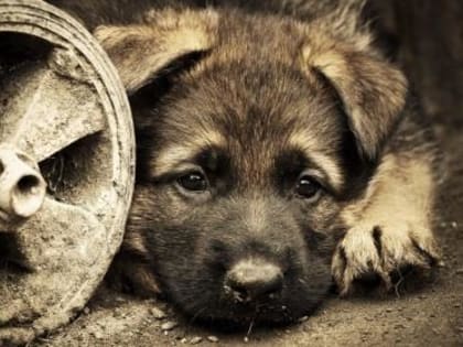 БЕЗДОМНЫЕ ЖИВОТНЫЕ