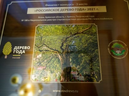 Брянский 300-летний «Ясень-великан» при смерти. Его заживо ест златка