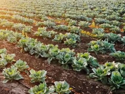 В Брянской области за увеличение производства картофеля предприятия получат 292 млн рублей