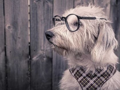 Брянский депутат Госдумы Николай Валуев вник в удивительную собачью экономику