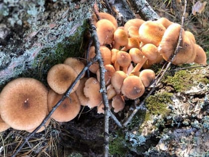 В Брянской области начался очередной грибной сезон