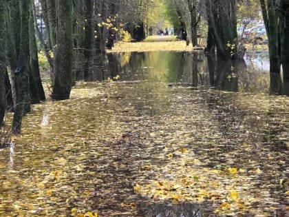 В Брянске образовалась самая романтичная лужа города