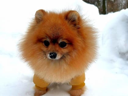 В Брянской ветеринарной клинике ФГБУ «ВНИИЗЖ» рассказали, какие опасности подстерегают вашего питомца зимой